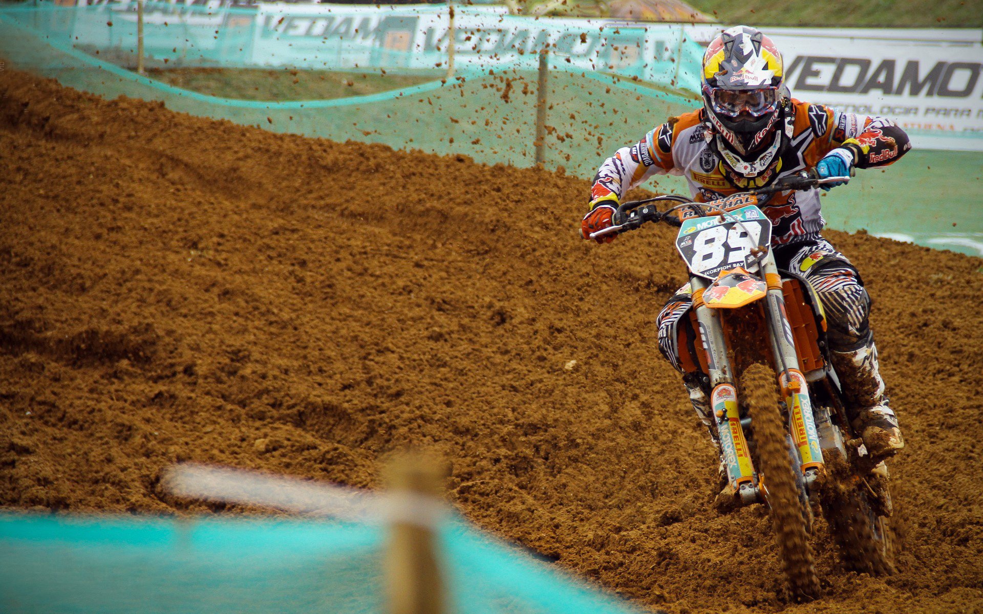 斑马已瘦，大黄蜂正肥！，斑马和黄蜂